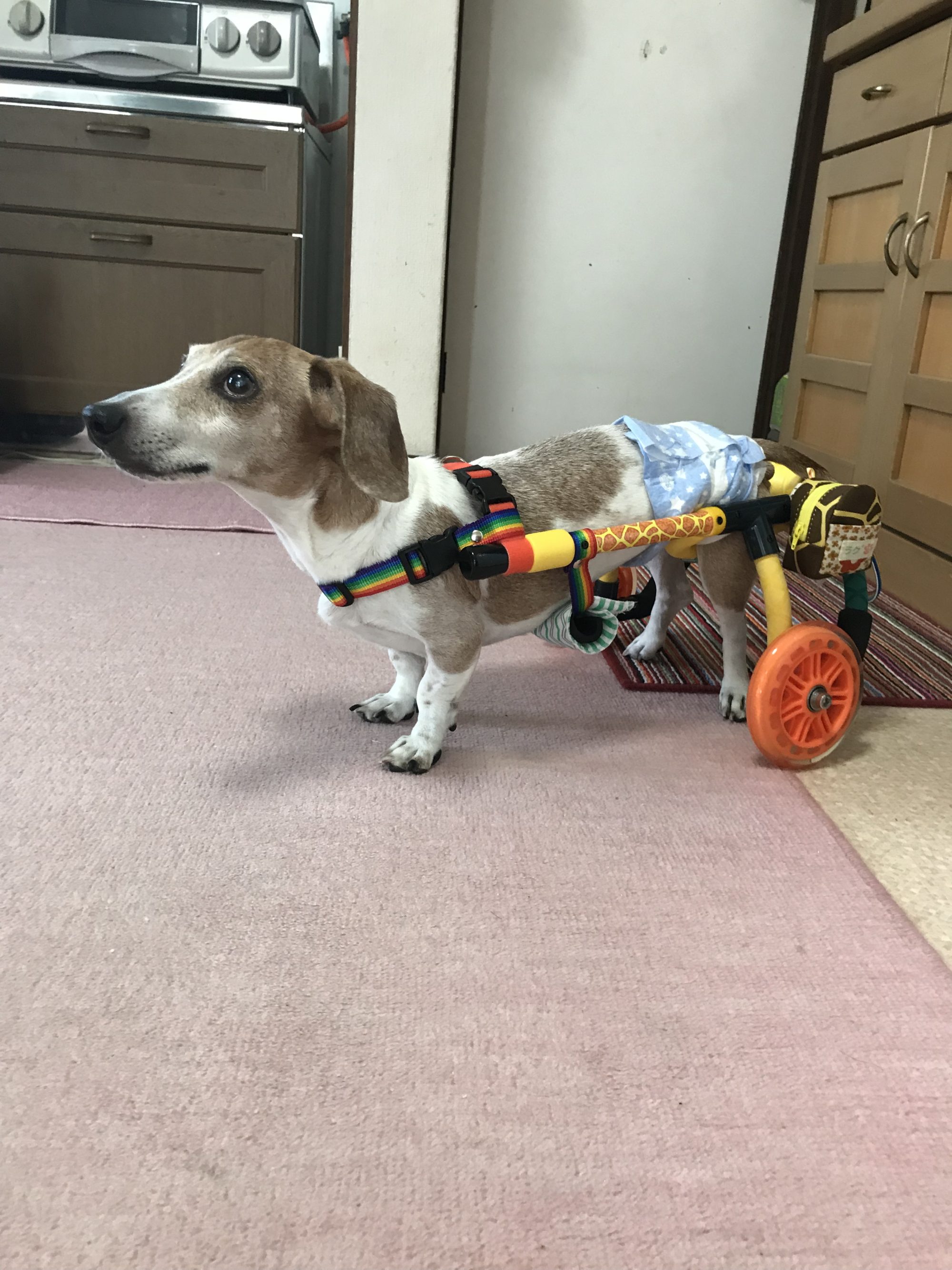 犬の車椅子 ミニチュアダックス-北九州篇- | 犬とくらす株式会社