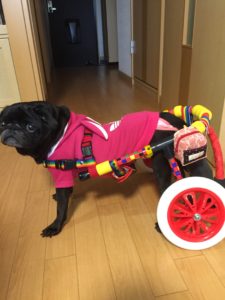 犬用車椅子-パグ