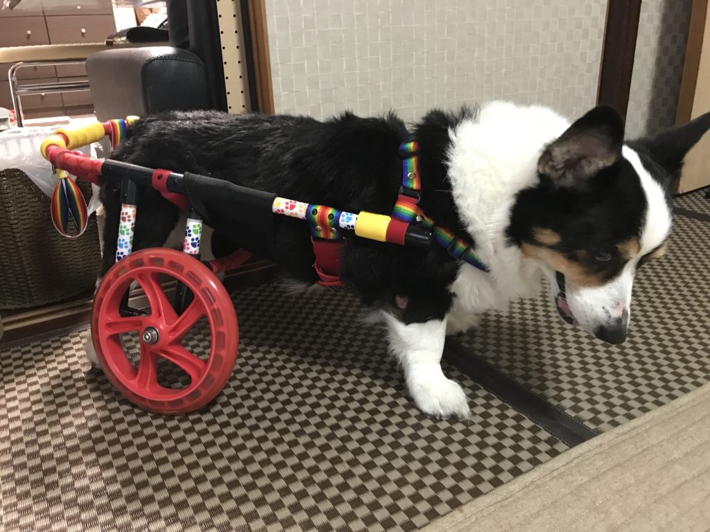犬の車椅子　コーギー