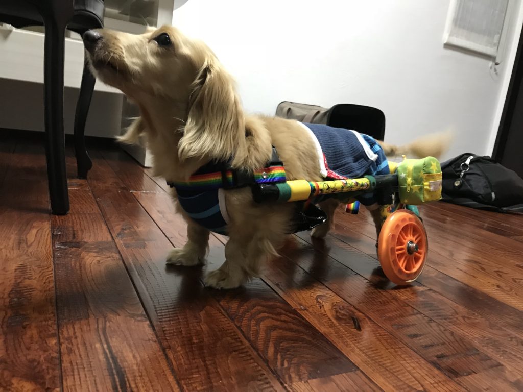 可愛い犬用車椅子