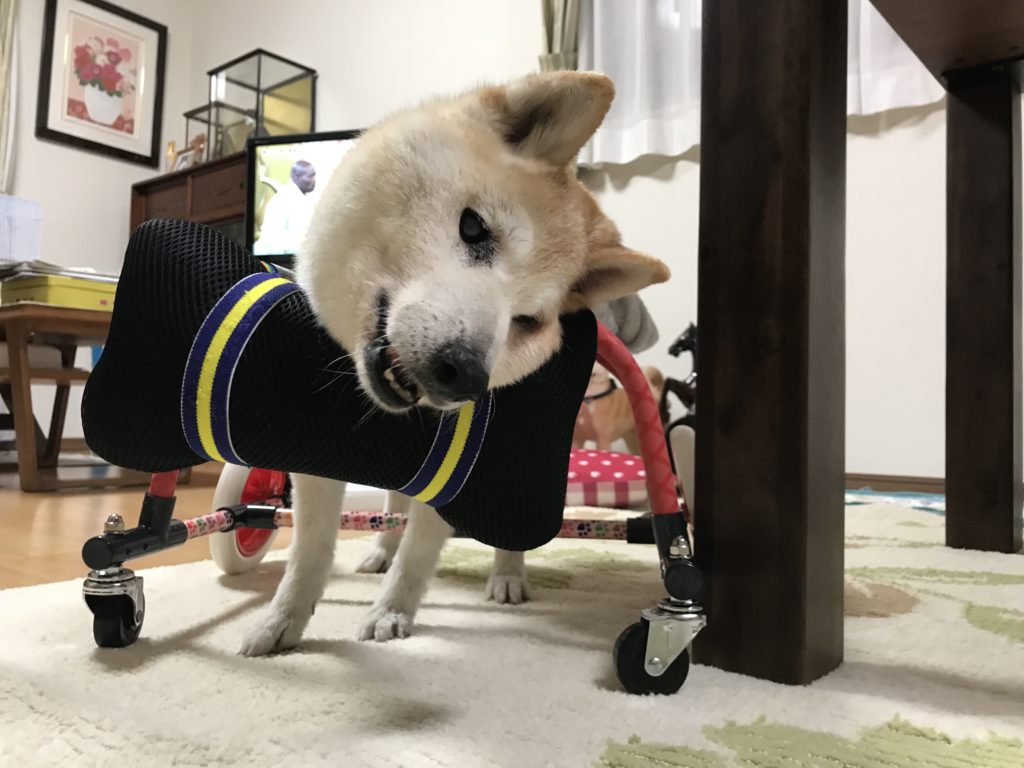犬の車椅子 柴犬のハナちゃん4輪篇 | 犬とくらす株式会社