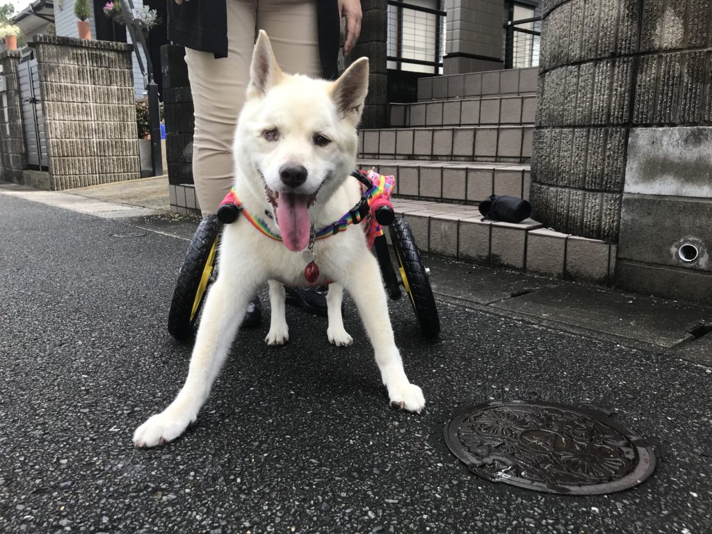 犬の車椅子-グミちゃん