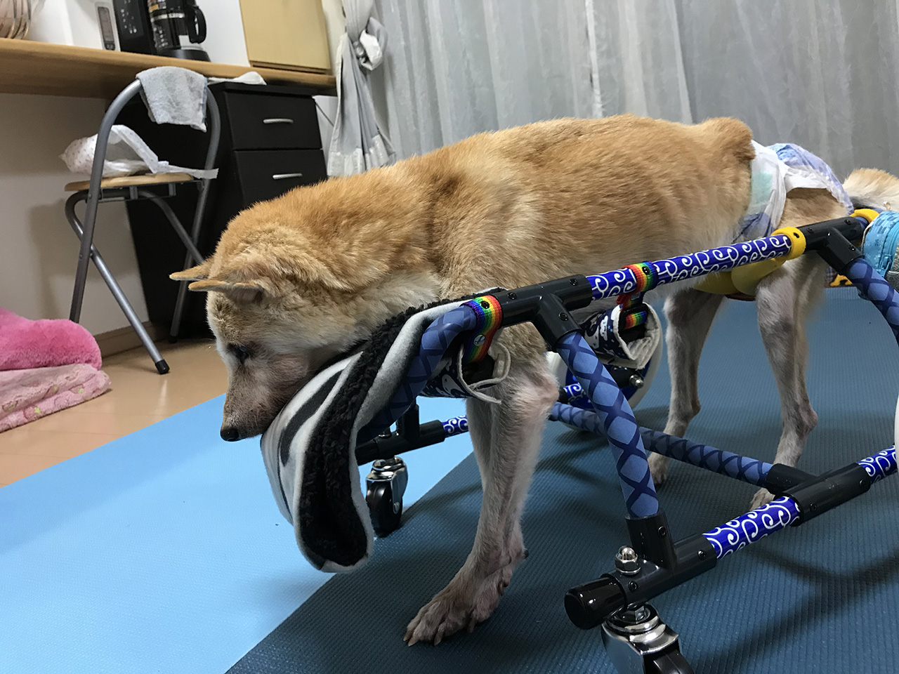 犬用車椅子、柴犬用車椅子4輪車、犬の車椅子 犬用品 | filmekimi.iksv.org
